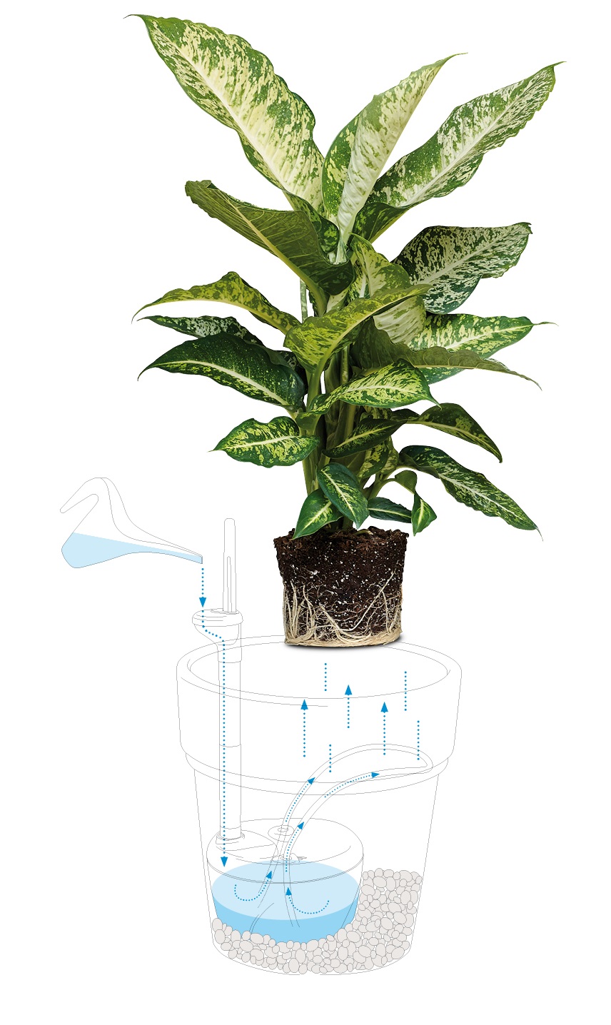 Lillemulla niisutaja AQUAFLORA MINI, 25-35 cm, 0,7 L - Pilt 2